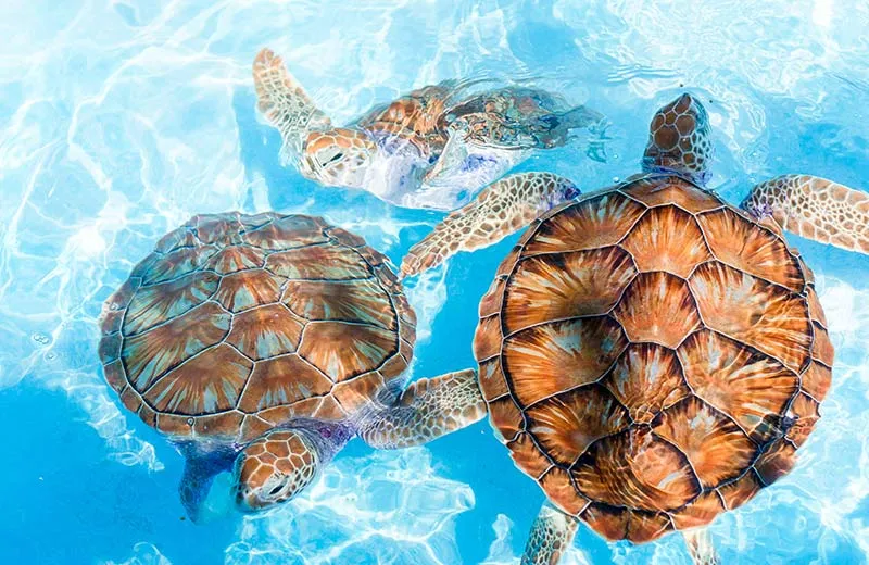 Sea Turtles